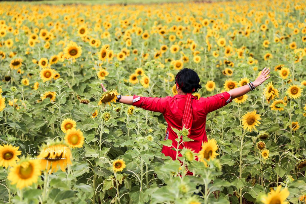 Main ke Ladang Bunga  Matahari  Lopburi Wisata Bangkok